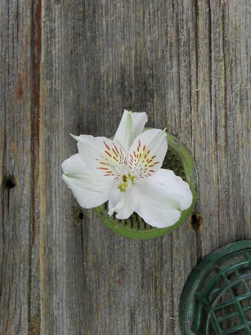 WHISTLER WHITE ALSTROEMERIA